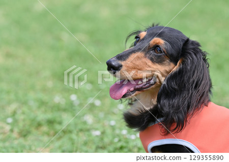 A cute dachshund with a happy smile (Kaninchen dachshund) A cute dachshund with a happy smile (Kaninchen dachshund) 129355890