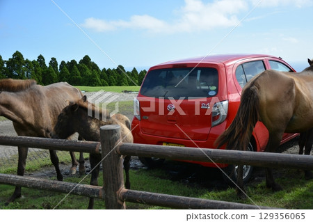 野馬圍著汽車(宮崎縣土肥岬的岬馬) 野馬圍著汽車(宮崎縣土肥岬的岬馬) 129356065