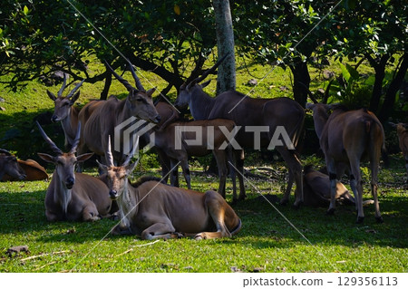 A close-up shot of a common eland resting on green grass, with two others partially visible in the background. A close-up shot of a common eland resting on green grass, with two others partially visible in the background. 129356113