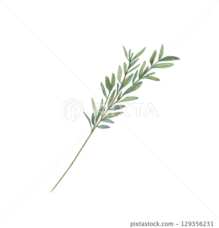 Olive branch with soft green leaves. Watercolor botanical illustration in minimalist style. Valentines Day. Ideal for wedding designs, eco friendly project, natural decor, invitations, romantic theme. 129356231