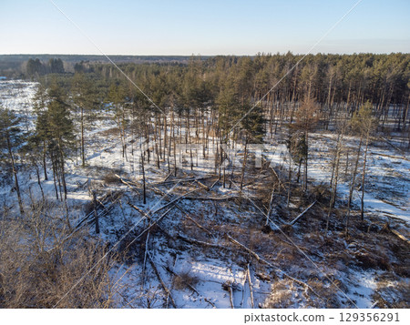 Aerial view of fallen pine tree area in forest. Drone photo of snow-covered pine trees fallen from strong wind weather in forest, sunny winter day Aerial view of fallen pine tree area in forest. Drone photo of snow-covered pine trees fallen from strong wind weather in forest, sunny winter day 129356291