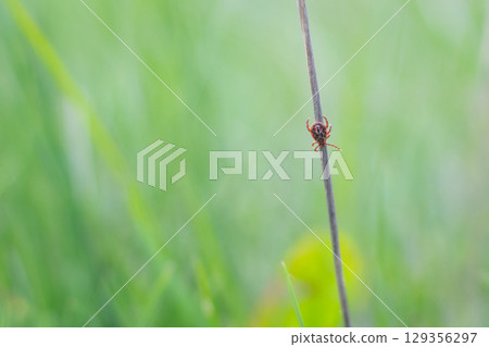 Tiny tick perched on a slender blade of grass in a lush green field. A small tick clings to a grass stalk, surrounded by vibrant greenery on a sunny day, easy to pick dangerous insect by passing by Tiny tick perched on a slender blade of grass in a lush green field. A small tick clings to a grass stalk, surrounded by vibrant greenery on a sunny day, easy to pick dangerous insect by passing by 129356297