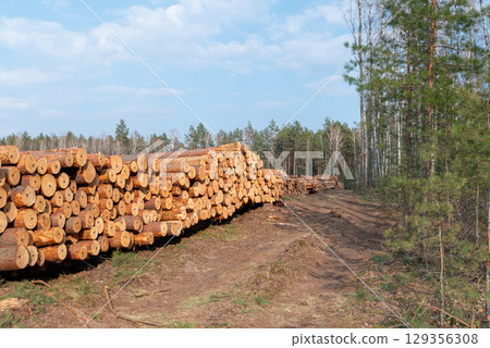 Cut pine tree logs piled in deforested area during daytime. Stacked cut pine logs fill a deforested area surrounded by remaining trees 129356308