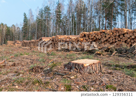 Stump of pine tree on background of logs stacked in deforested area. Stacked pine logs in a deforested site with remaining tree stumps, indicating logging activity 129356311
