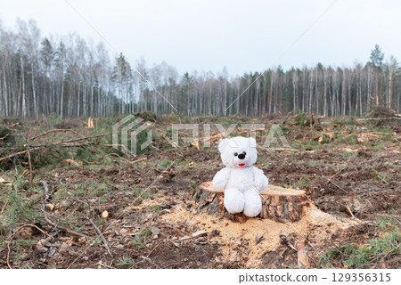Teddy bear on tree stump in deforested area. Sad teddy bear on pine stump among deforestation ruins, symbolizing lost nature, innocence and future generations 129356315