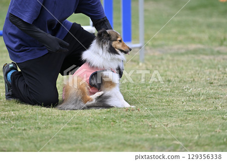 狗狗訓練：狗狗訓練師和喜樂蒂牧羊犬 129356338