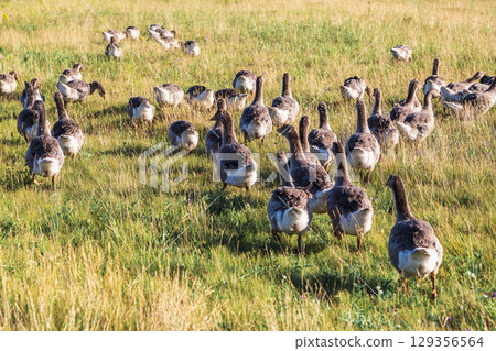 Domestic gray geese on a meadow. Gray Geese in the grass, domestic bird, flock of geese 129356564