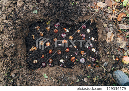 Preparation for spring planting of tulip bulbs in a flower garden. Planting tulip bulbs in the ground in the fall in your garden. Preparation for spring planting of tulip bulbs in a flower garden. Planting tulip bulbs in the ground in the fall in your garden. 129356579