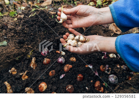hands holding muscari bulbs before planting in the ground hands holding muscari bulbs before planting in the ground 129356581