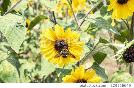 Sunflower and carpenter bee summer time 129356649
