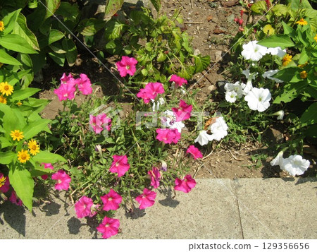 Red and white petinia flowers 129356656