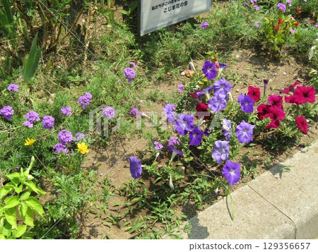 Purple verbena flowers and red and purple petinias 129356657