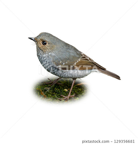 Female Plumbeous Redstart perched on moss, showing soft grey plumage with subtle brown wings. 129356681