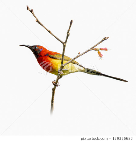 Mrs. Gould's Sunbird perched on a branch near flowers, showing vivid red, yellow, and blue plumage. Mrs. Gould's Sunbird perched on a branch near flowers, showing vivid red, yellow, and blue plumage. 129356683