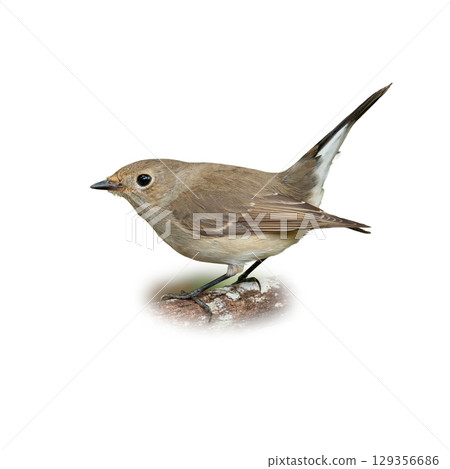 Female Taiga Flycatcher perched on a branch, showing soft brown plumage and white underparts. Female Taiga Flycatcher perched on a branch, showing soft brown plumage and white underparts. 129356686