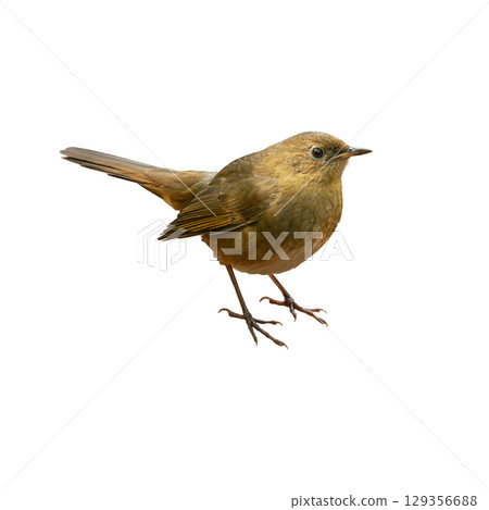 Female White-bellied Redstart standing alert, showing warm brown plumage and soft feather details. 129356688