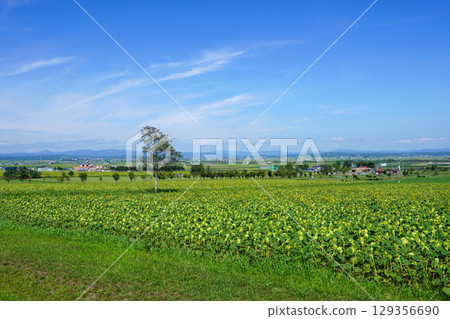 喜馬拉雅里沒有佐藤 129356690