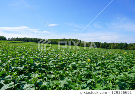 喜馬拉雅里沒有佐藤 129356691