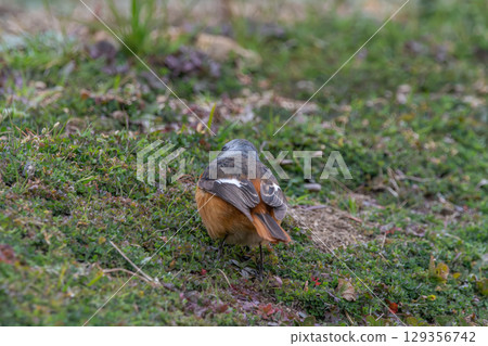 Rear view of a male Daurian Redstart walking through the grass Rear view of a male Daurian Redstart walking through the grass 129356742