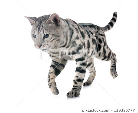 bengal cat in studio bengal cat in studio 129356777