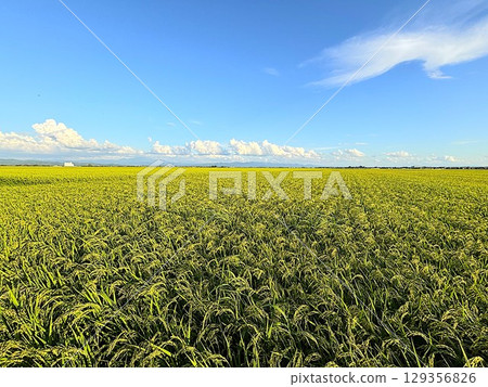 Vast green countryside and blue sky 129356826
