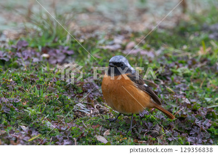 A male Daurian redstart standing in the grass A male Daurian redstart standing in the grass 129356838