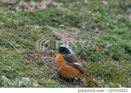 一隻雄性達斡爾紅尾鴝站在草叢中 129356852