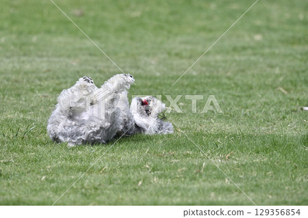 滾來滾去！一隻看起來很舒服的迷你雪納瑞 129356854