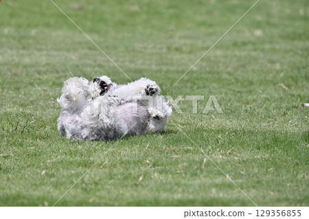 滾來滾去！一隻看起來很舒服的迷你雪納瑞 129356855