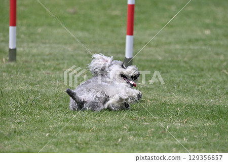 Rolling around! A comfortable-looking miniature schnauzer 129356857