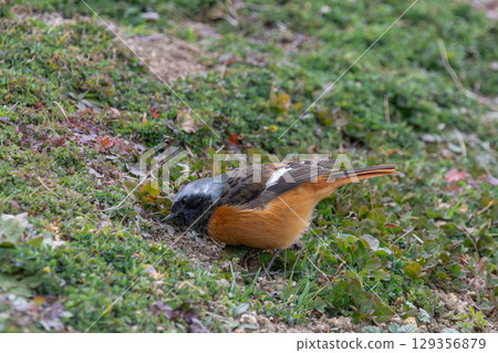 A male Daurian redstart pecking at the ground 129356879