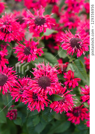 Blooming Bee Happy monarda with lush greenery 129356956