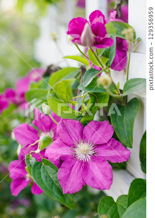 Pink Ville de Lyon Clematis Flowers on Pergola Frame 129356959