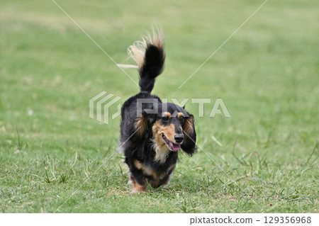 It's fun! A dachshund running energetically 129356968