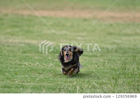 It's fun! A dachshund running energetically 129356969