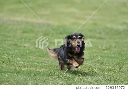 It's fun! A dachshund running energetically It's fun! A dachshund running energetically 129356972