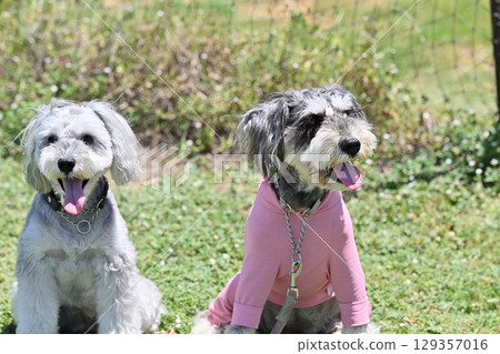 Two cute smiling miniature schnauzers Two cute smiling miniature schnauzers 129357016