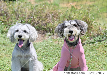 Two cute smiling miniature schnauzers 129357017