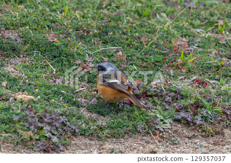 A male Daurian redstart standing in the grass 129357037
