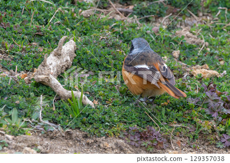 A male Daurian redstart walking through the grass 129357038