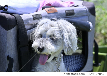 Hello from inside the crate! A smiling miniature schnauzer peeks out Hello from inside the crate! A smiling miniature schnauzer peeks out 129357052