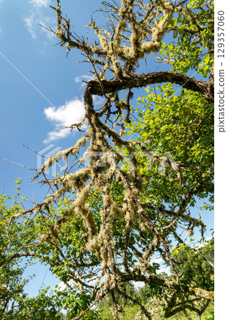 Lichens hanging on branches under blue sky with white clouds 129357060