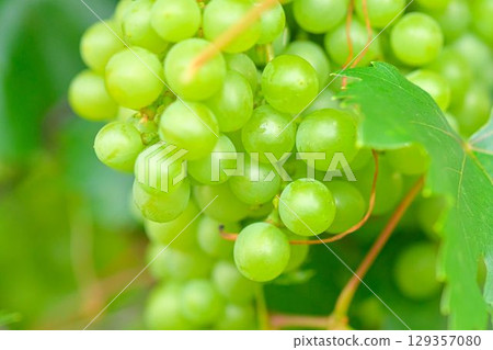 A shot of white grapes overgrowing a wire fence. White grapes growing through a village fence. The concept of rurality, village agriculture and country life. 129357080