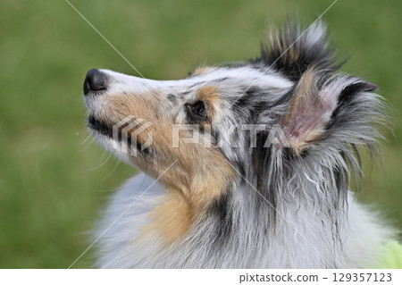 Close-up of Sheltie's profile (Shetland Sheepdog) Close-up of Sheltie's profile (Shetland Sheepdog) 129357123