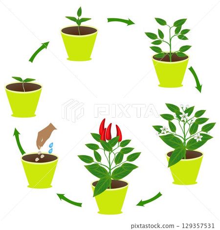Life cycle of chili pepper in a pot on a white background. Life cycle of chili pepper in a pot on a white background. 129357531