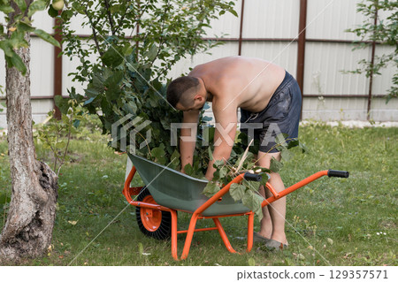 Man Carrying Garden Waste in Wheelbarrow Outdoors: Pruning Yard Cleanup with Tree Leaves, Green Grass and Fence Background. 129357571