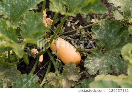 Golden Delicata Squash Growing in a Garden Surrounded by Green Leaves, Soil, and Vines, Natural Lighting, Organic Farming, Summer Harvest. 129357581