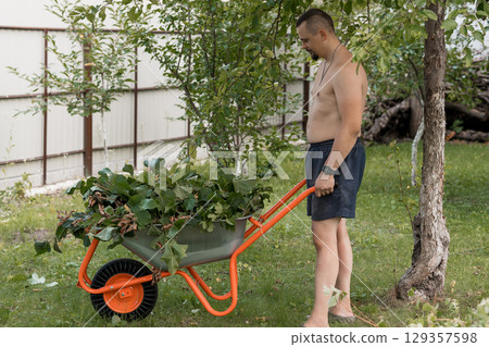 Bare-chested Man Wheeling Wheelbarrow in Lush Green Garden with Apple Tree, Outdoor Yard Work, Sunlight, Rural Landscape, Orange Equipment. 129357598