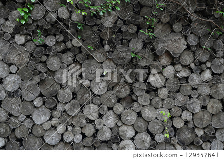 Old aged grey cut logs texture with green leaves 129357641