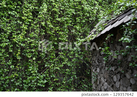 Firewood storage shed with lush green leaves vines 129357642
